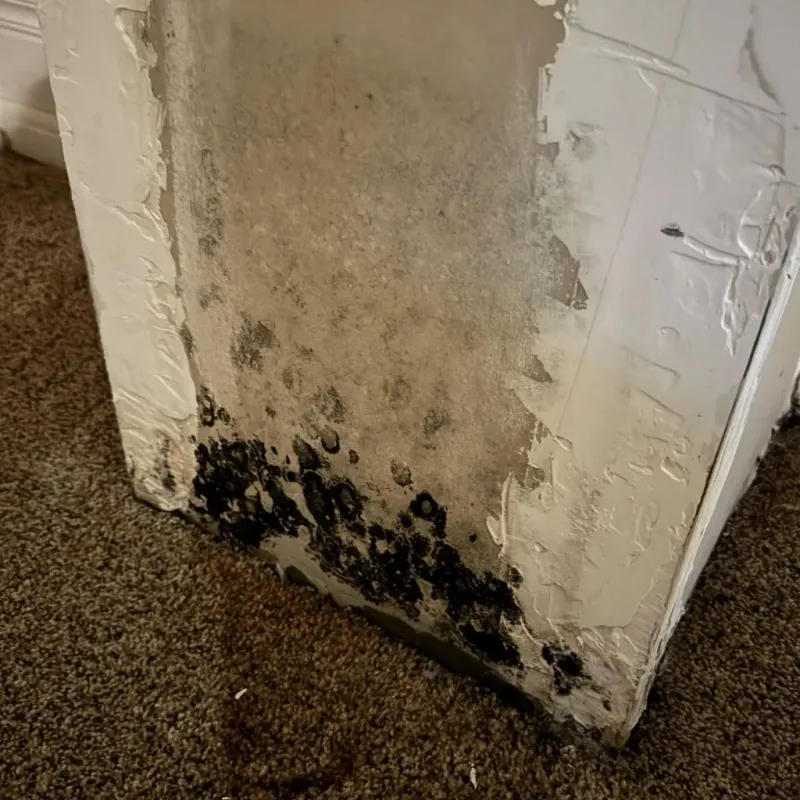 Professional Mold Removal in Burr Ridge, IL